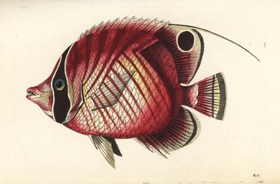 Pez mariposa, Chaetodon auriga (Chaetodon setifer). Ilustración dibujada y grabada por Richard Polydore Nodder. Grabado en cobre coloreado a mano de George Shaw y Frederick Nodder, The Naturalist
