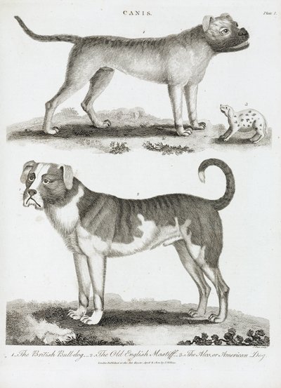 Tres tipos de perro de Unbekannt