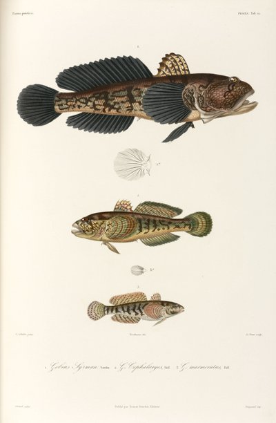 Tres tipos de gobios, Mar Negro de Unbekannter Künstler