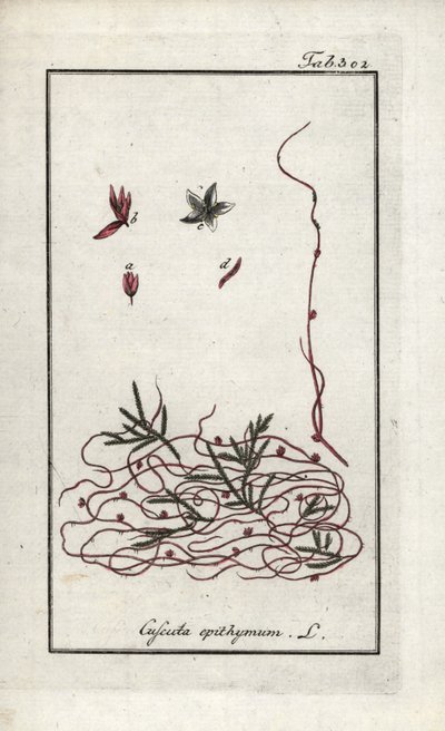 Cuscuta de tomillo o cuscuta de flor pequeña (Cuscuta epithymum). Litografía de "Afbeelding der Artseny-Gewassen" de Johannes Zorn (1739-1799), Países Bajos de Unbekannter Künstler