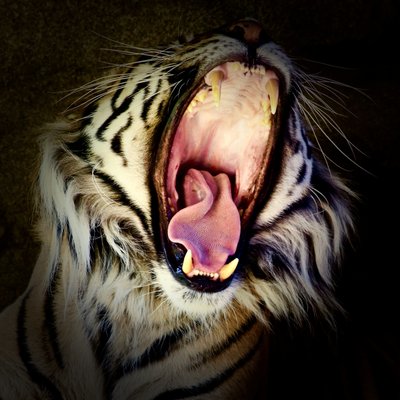 Dientes de tigre, 2017 (fotografía) de Unbekannter Künstler