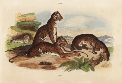 Tigres, Panthera tigris, en peligro de extinción de Unbekannt