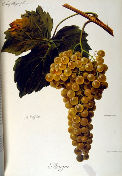 Portada de un tratado general francés sobre Viticultura (Cultivo de la uva para vino) 1905 de Unbekannter Künstler