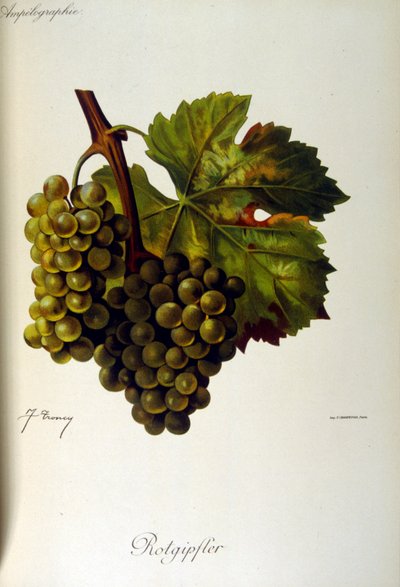 Portada de un tratado general francés sobre Viticultura (Cultivo de la uva para vino) 1905 de Unbekannter Künstler