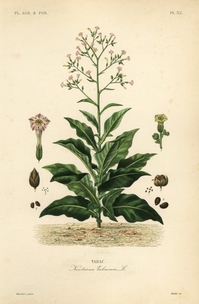 Planta de tabaco, Nicotiana tabacum de Unbekannt
