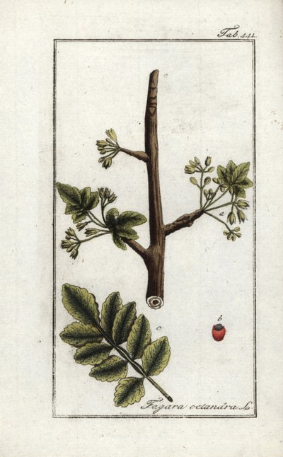 Goma tomentosa o tacamaca (Elaphrium tomentosum). Litografía de "Afbeelding der Artseny-Gewassen" de Johannes Zorn (1739-1799), Países Bajos. de Unbekannter Künstler