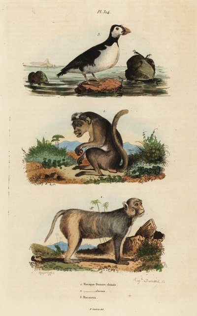 Macaco de toque, macaco rhesus y alca paraca de Unbekannt