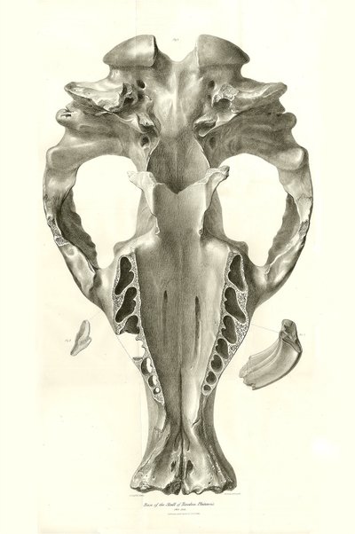 Toxodon Crane, animal prehistórico encontrado por Charles Darwin cerca de Montevideo, Uruguay, durante su viaje de exploración a bordo del Beagle. The Zoology of the voyage of H.M.S. Beagle under the command of Captain Fitzroy during the years 1832 to 1836 de Unbekannter Künstler
