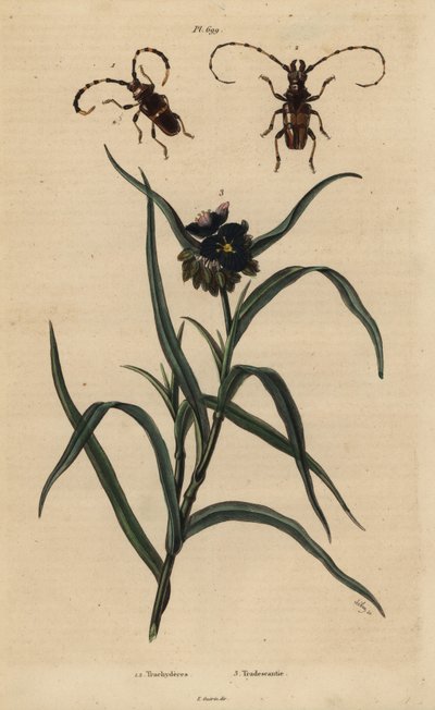 Trachyderes succinctus 1, Trachyderes mandibularis 2, y tradescantia de Virginia, Tradescantia virginiana 3 de Unbekannt