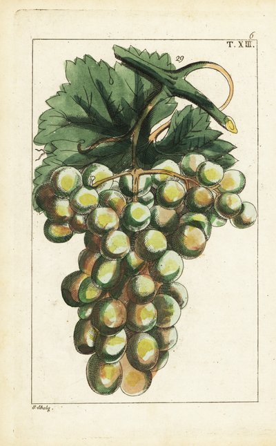 Variedad de uva traminar, Vitis vinifera. de Unbekannter Künstler