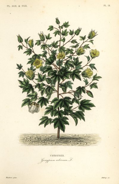 Algodón de árbol, Gossypium arboreum, Cotoninier de Unbekannt