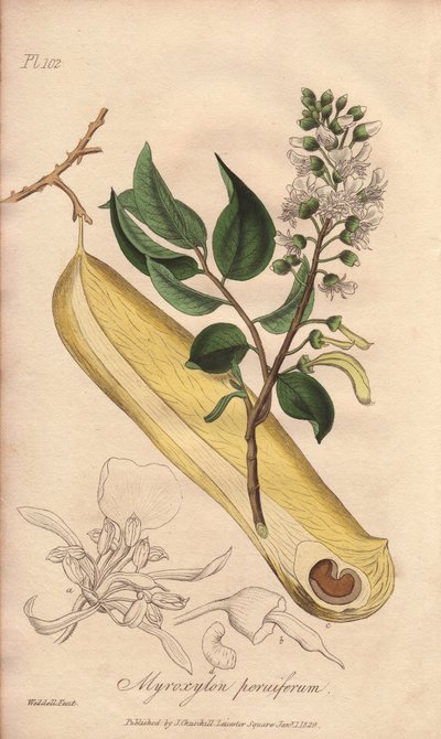 Árbol de las fiebres (Myroxylon peruiferum) - Agua fuerte de William Clarke para ilustrar "Botánica médica, descripción de las plantas medicinales de Londres, Edimburgo y Dublín" de John Stephenson y James Morss Churchill, publicado en Londres por John Chu de Unbekannter Künstler