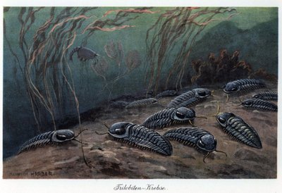 Trilobites (tres lóbulos), artrópodos marinos fósiles de la familia Trilobia, que vivieron durante el Paleozoico (era primaria), del Cámbrico al Pérmico. Ilustración en color de Heinrich Harder (1858-1935), en "Tiere der Urwelt" (Animales de la Prehistoria de Unbekannter Künstler