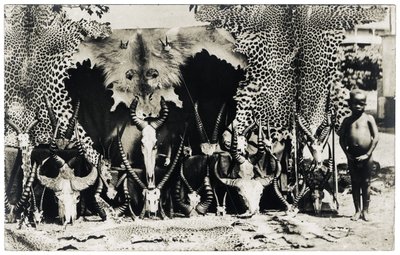 Trofeos, c.1910 (foto b/n) de Unbekannter Künstler