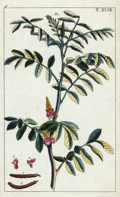 True indigo, Indigofera tinctoria. de Unbekannter Künstler