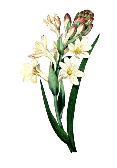 Tuberosa, Agave amica (Agave polianthes), reproducción digital de una obra original del siglo XVIII de Unbekannter Künstler