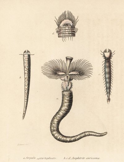 Gusano de tubo, Serpula vermicularis (Serpula contortuplicata), y gusano abanico, Amphictene auricoma (Amphitrite auricoma). Litografía coloreada a mano de Gebhart a partir de una ilustración de Zehner de la Galería de Historia Natural de Georg Friedrich T de Unbekannter Künstler