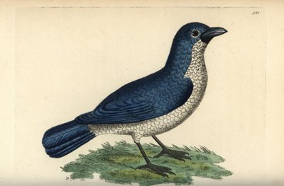 Alcaudón de Turati, Laniarius turatii (Alcaudón azul, Lanius bicolor). Ilustración dibujada y grabada por Richard Polydore Nodder. Grabado en cobre coloreado a mano de George Shaw y Frederick Nodder