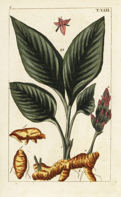 Cúrcuma, Curcuma longa. de Unbekannter Künstler