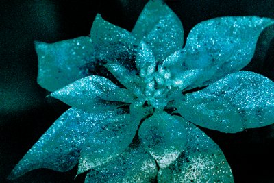 Flor de Pascua turquesa para mi cariño, 2017 (fotografía repintada) de Unbekannter Künstler