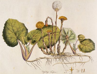 Tussilago farfara de Unbekannt