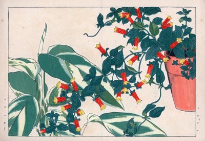 Manettia bicolor en maceta y dicadame o hierba de las flechas. Enredadera petardo, Manettia bicolor, en una maceta y arrurruz, Maranta arundinacea. Grabado en madera coloreado a mano de la obra de Konan Tanigami "Seiyou Sokazufu" (Álbum pictórico de planta de Unbekannter Künstler