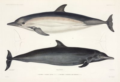 Dos tipos de delfines de Unbekannter Künstler