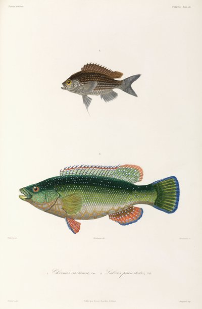 Dos tipos de pescado, Mar Negro de Unbekannter Künstler