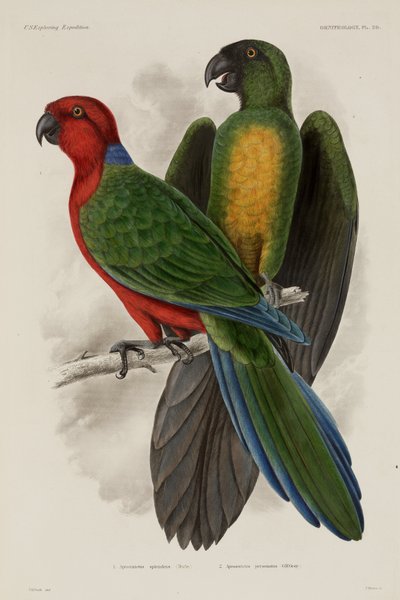 Dos tipos de loros, Fiji de Unbekannter Künstler