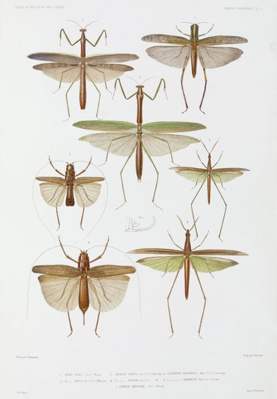 Tipos de insectos, Australia e Indonesia de Unbekannter Künstler