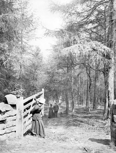 Reino Unido: Eaton Woods, c1890 de Unbekannt