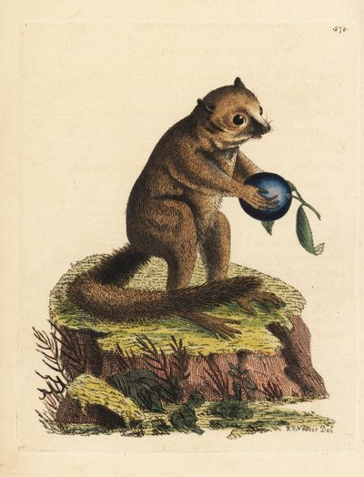 Especie desconocida de lémur ratonero (Lemur minutus). Ilustración dibujada y grabada por Richard Polydore Nodder. Grabado en cobre coloreado a mano de George Shaw y Frederick Nodder, The Naturalist