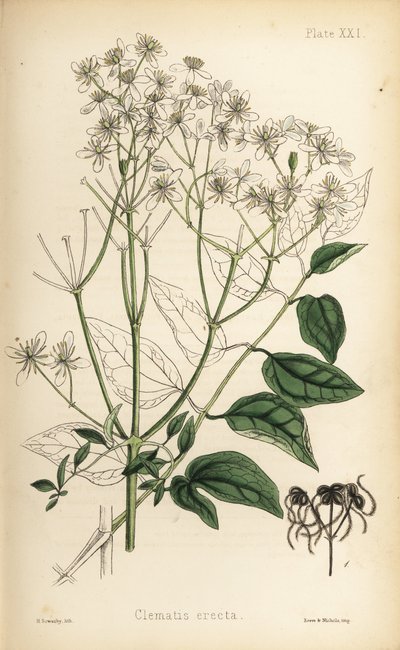 Enramada de vírgenes erecta, Clematis recta (Clematis erecta). Litografía coloreada a mano por Henry Sowerby de la Flora Homeopathica de Edward Hamilton, Bailliere, Londres. de Unbekannter Künstler