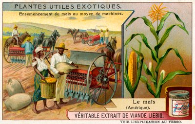 Plantas exóticas útiles: Maíz dulce de Unbekannter Künstler