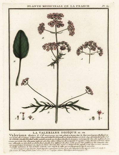Valerian, Valeriana dioica. de Unbekannter Künstler