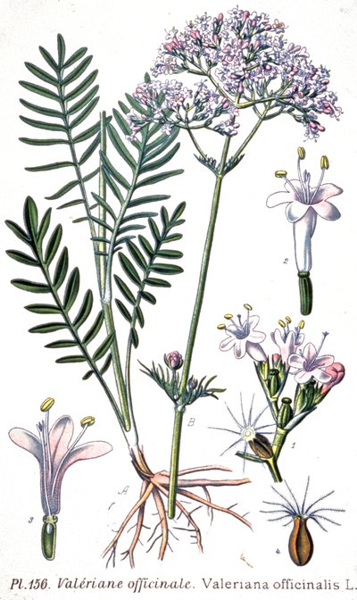 Valerian officinale, c.1880-1900 (grabado) de Unbekannter Künstler