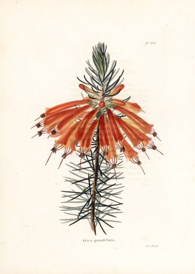 Variete de bruyere - Litografía de George Cooke, para la revista británica Conrad Loddiges Botanical Cabinet (1738-1826) de Unbekannter Künstler