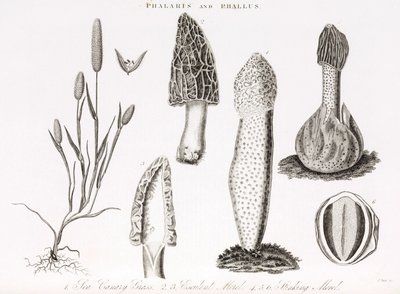 Variedad de gramínea phalaris aquatica y de hongos morilla de Unbekannt