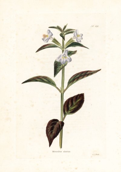 Variete de mimule - Litografía de George Cooke, para la revista británica Conrad Loddiges (1738-1826) de Unbekannter Künstler