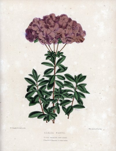 Variante de la maravilla Azalee, con pequeñas flores semi-dobles del tipo Amcena, de color púrpura pálido. Litografía de Worthington G.Smith (1835-1917), publicada en Floral Magazine de Unbekannter Künstler