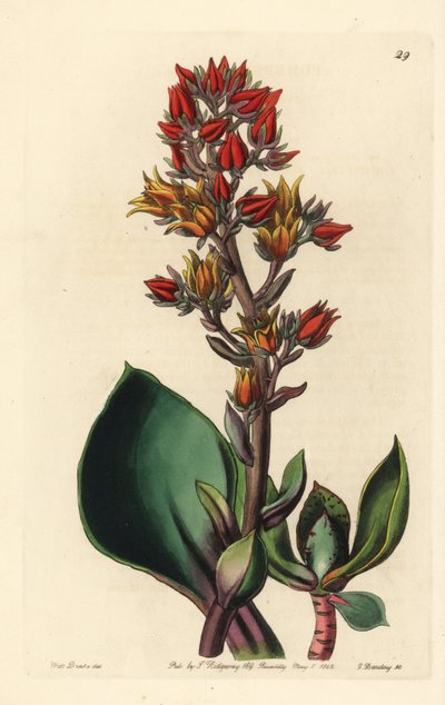 Variedad de Echeveria (planta suculenta de América) - Echeveria de hoja afilada, Echeveria acutifolia. Grabado en cobre coloreado a mano por George Barclay a partir de una ilustración de Miss Sarah Drake del Edwards