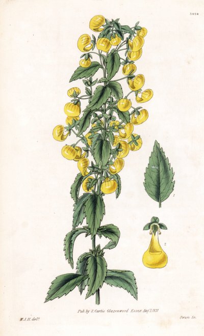 Variete of calceolaria orsmall slipper or lady purse - Calceolaria angustiflora. Grabado en cobre coloreado a mano por Swan según una ilustración de William Jackson Hooker de la "Botanical Magazine" de Samuel Curtis, Londres. de Unbekannter Künstler