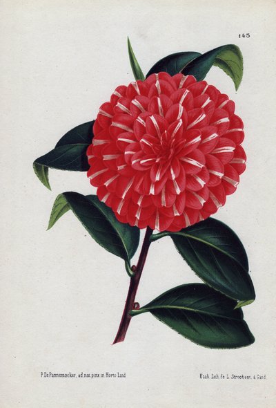 Variedad de camelias híbridas, llamadas Caprioli, con flores rojas rayadas de blanco (Camellia japonica, Thea japonica). Ilustración de P. de Pannemaeker, litografía de L. Stroobant de Gante (Bélgica), publicada en L