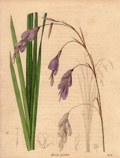 Variedad de iris (Sparaxis pendula), llamada flor Arlequín, originaria de Sudáfrica, con flores colgantes de color lila.Ilustración de R. Mills (en activo 1836-1842), en The Botanist, serie de Benjamin Maund en cinco volúmenes, publicada entre 1836 y 1842. de Unbekannter Künstler