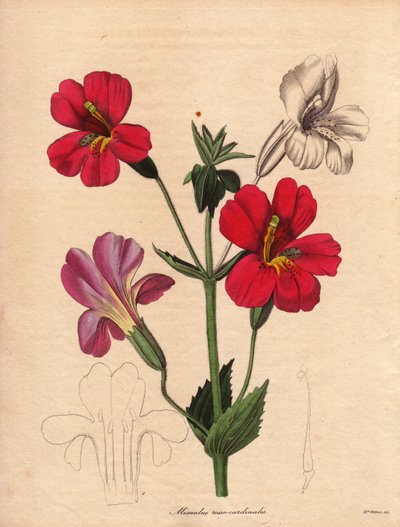 Variedad de mimulus (Mimulus roseo cardinalis). Variedad híbrida de Hodson, llamada flor de mono o flor de almizcle. Ilustración de Augusta Innes Withers (1793-1877), en The Botanist, serie de Benjamin Maund en cinco volúmenes, publicada entre 1836 y 1842. de Unbekannter Künstler