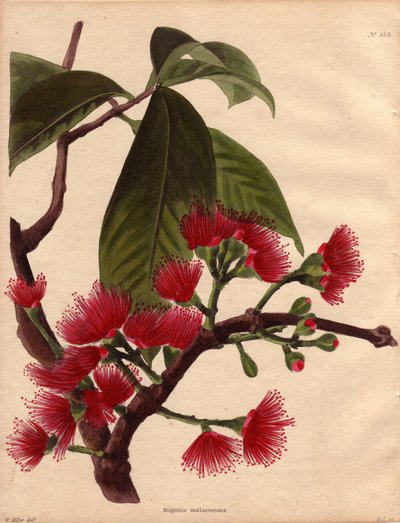 Variedad de la manzana de agua o manzana rosa, con flores carmesí (Eugenia malaccensis). Planta tropical de origen malayo. La especie aquí representada no se limita únicamente al Detroit de Malaca (Malasia), sino que se da en toda la India y en la mayoría  de Unbekannter Künstler