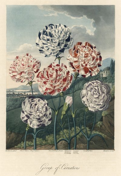 Variedades de claveles comunes (o claveles de floristería o claveles de clavo) Agua fuerte, extraído de The Temple of Flora, por el Dr. Robert Thornton (1768-1837) de Unbekannter Künstler