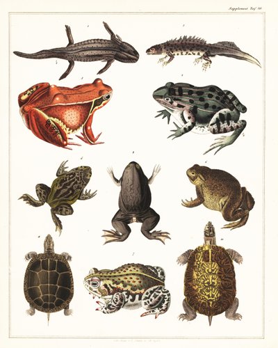 Variedades de anfibios, ranas y tortugas.,1841 (litografía) de Unbekannter Künstler