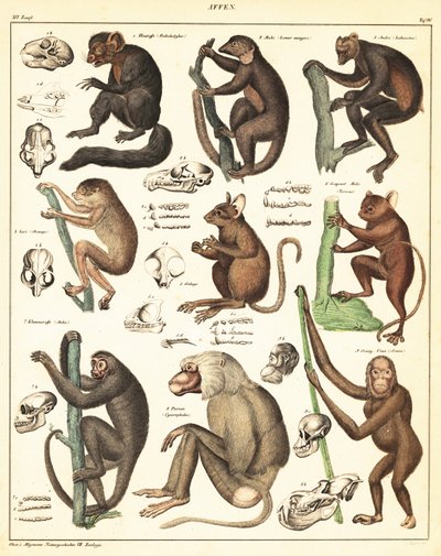 Variedades de simios. ,1841 (litografía) de Unbekannter Künstler