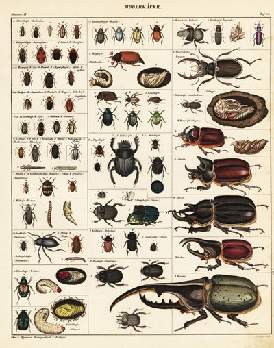 Variedades de escarabajos.,1841 (litografía) de Unbekannter Künstler
